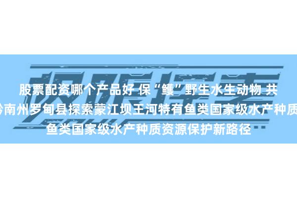 股票配资哪个产品好 保“鳠”野生水生动物 共建绿色通道——黔南州罗甸县探索蒙江坝王河特有鱼类国家级水产种质资源保护新路径